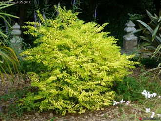 Фото компании ИП Садовый центр "Green Town" 39