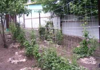 Фото компании  Бал Цветов 6