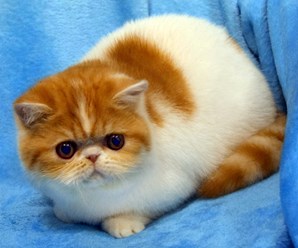 Экзотический короткошерстный кот красного с белым окраса.