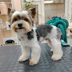 Фото компании ООО Хвосты в тренде 3