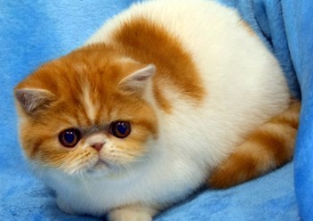 Экзотический короткошерстный кот красного с белым окраса.