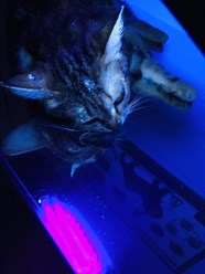 Люминесцентная диагностика с использованием лампы Вуда кошки, проживающей на улице. Выявлена микроспория спп