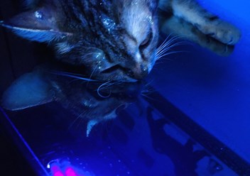 Люминесцентная диагностика с использованием лампы Вуда кошки, проживающей на улице. Выявлена микроспория спп