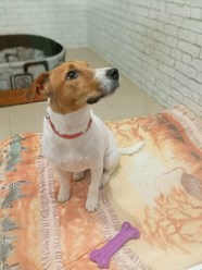 Фото компании  Зоогостиница "Маяк" 5