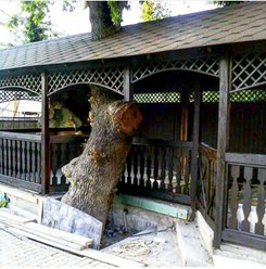 Фото компании ООО Wood-spectro 25