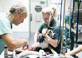 Фото компании  "Лапка" 1