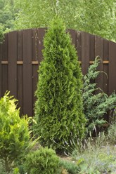 Фото компании ИП Питомник декоративных растений Филимоновых 17