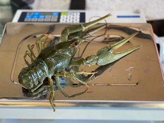 Фото компании  Хмельные раки 10