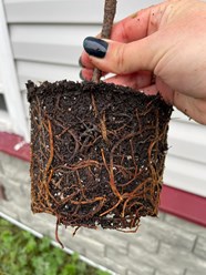 Фото компании  Питомник Митрохиных 5