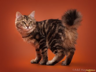 Фото компании  Moy Meow 4