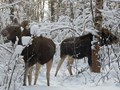 Фото компании  Пункт проката «Ski&Bike» - Лосиный остров 4