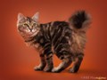 Фото компании  Moy Meow 4