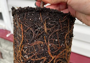 Фото компании  Питомник Митрохиных 5