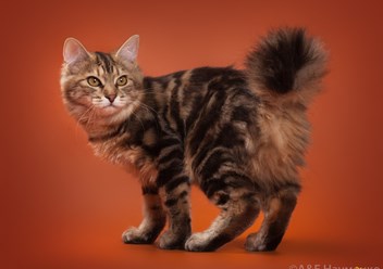 Фото компании  Moy Meow 4