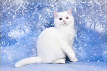 Шотландский кот белый прямоухий страйт