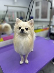 Фото компании ООО Марио Груминг 11