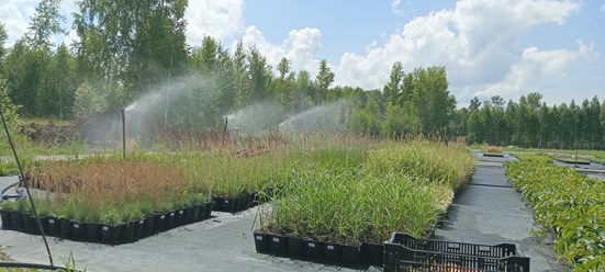 Фото компании  Питомник растений Малиновский 2