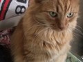 Фото компании  Кот Хилтон 2