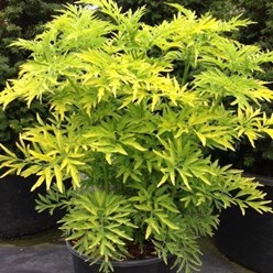 Фото компании ИП Садовый центр "Green Town" 38