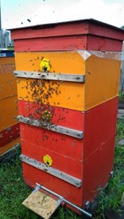 Пчёлы медоносные - основные труженицы на Пасеке и в огородах, садах, полях, лугах опыляют цветы для плодородия и богатого урожая, а в улей приносят нектар из которого делают Мёд.