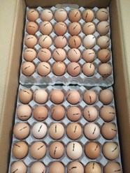 Фото компании  Продажа - птиц 6