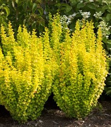 Фото компании ИП Садовый центр "Green Town" 40