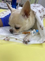 Фото компании ООО Кабинет ветеринарной медицины 60