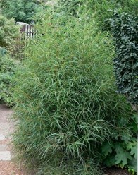 Фото компании ИП Садовый центр "Green Town" 33