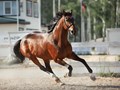 Фото компании ООО КониПремиум 1