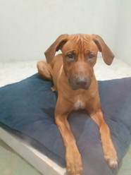 Фото компании  Зоогостиница "Маяк" 3