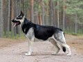 АЛЫЙ
ЧЕМПИОН ПРОИЗВОДИТЕЛЬ
ЮНЫЙ ЧЕМПИОН РОССИИ
ЧЕМПИОН РОССИИ
ЮНЫЙ ЧЕМПИОН НКП
ЧЕМПИОН НКП
ГРАНД ЧЕМПИОН РОССИИ
ЧЕМПИОН РКФ
Чемпион РФЛС
Чемпион РФОС
Чемпион РФСС