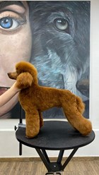 Фото компании  UrbanDog 9