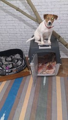 Фото компании  Зоогостиница "Маяк" 4