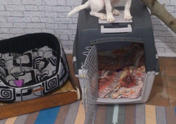 Фото компании  Зоогостиница "Маяк" 4