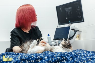 Фото компании  "Реавет" 10
