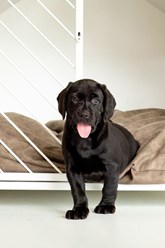 Фото компании ИП Дом для Хвоста 5