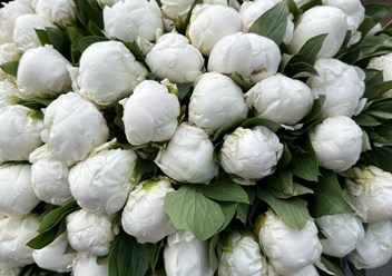 Фото компании ИП PROTEA-Студия Цветов 2