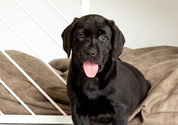 Фото компании ИП Дом для Хвоста 5