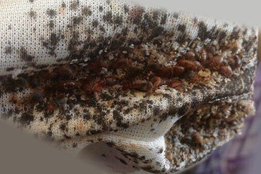 Клопы, самые опасные из всех насекомых, которые появляются в жилых помещениях! В случае появления клопов в квартире, необходимо оперативно травить клопов.