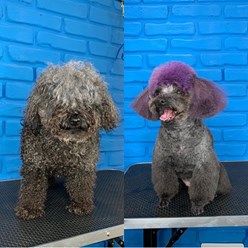 Фото компании  Зоосалон Мон Ами 35