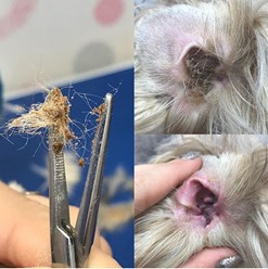 Фото компании  Зоосалон Мон Ами 29