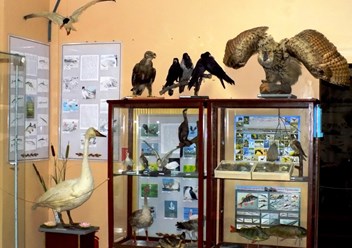 Выставка птиц