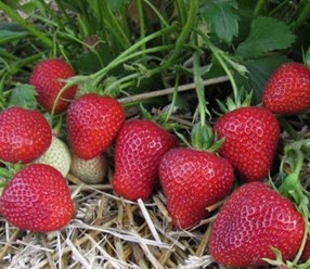 Посадочный материал клубника "Кама"