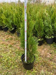 Фото компании  Питомник Митрохиных 2