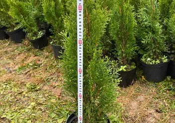 Фото компании  Питомник Митрохиных 2