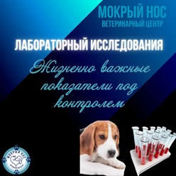 Фото компании ООО Мокрый нос 2