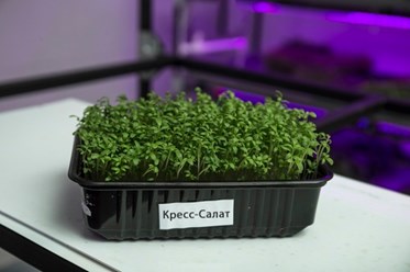 Кресс-Салат в Костроме