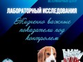 Фото компании ООО Мокрый нос 2