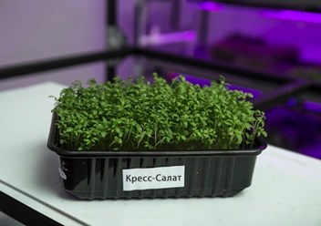 Кресс-Салат в Костроме