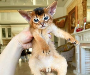 Абиссинский котик в питомнике Звездный Пантеон